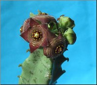 Caralluma europea